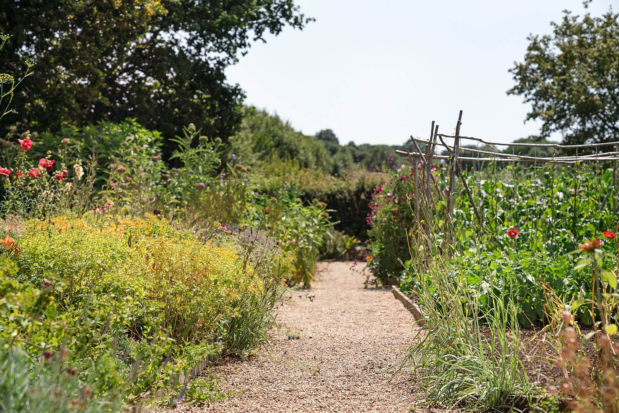 pathway through a vegetable garden