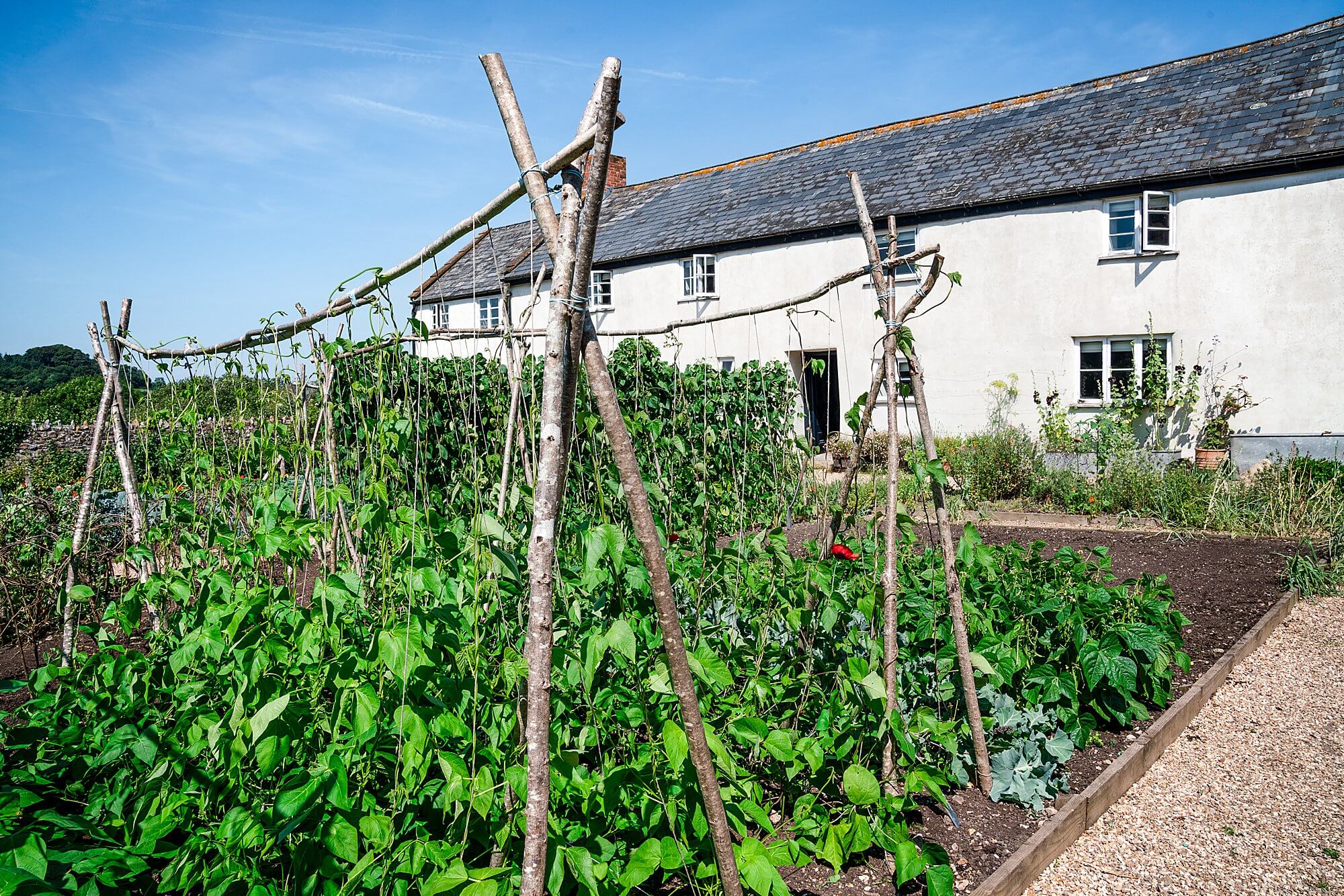 bean poles in the vegetable garden of park farm river cottage