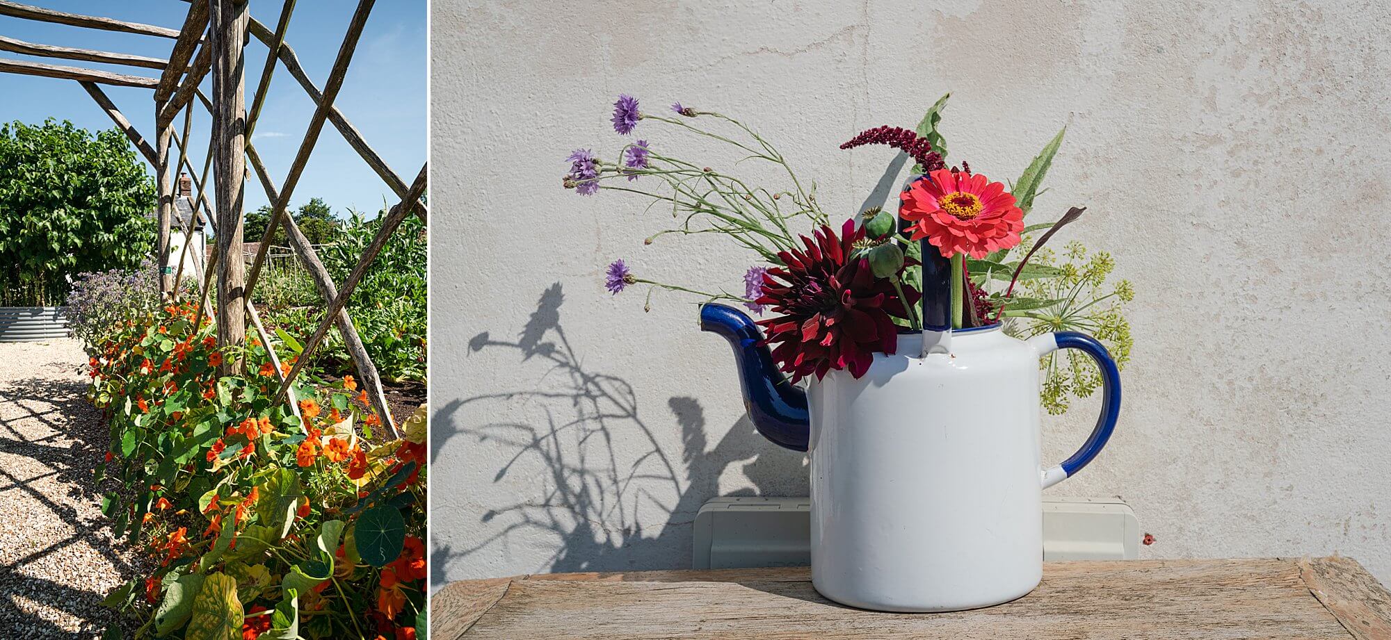 nasturtium beds and summer cut flowers