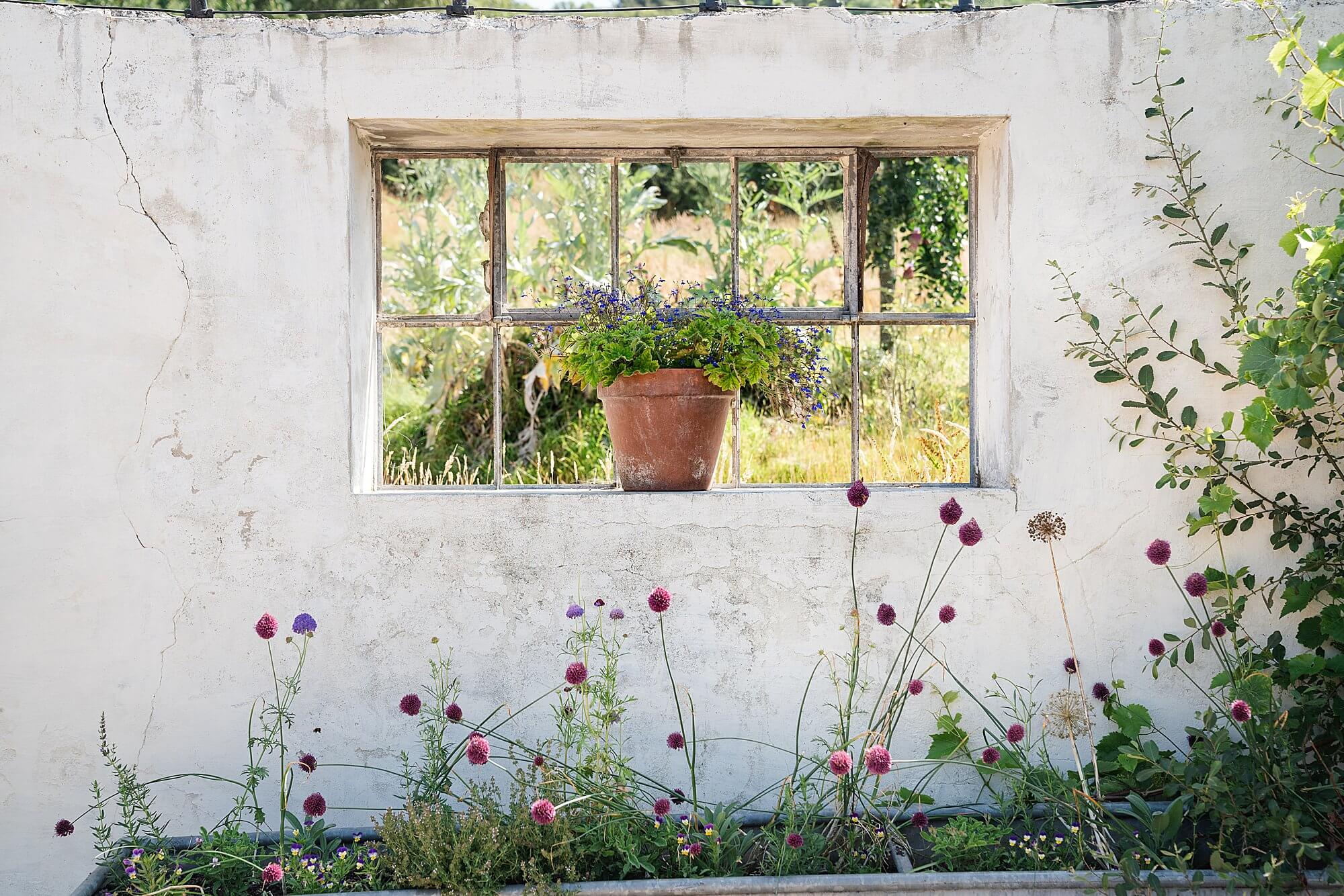 flower pot and summer flowers against exterior window and whitewashed wall