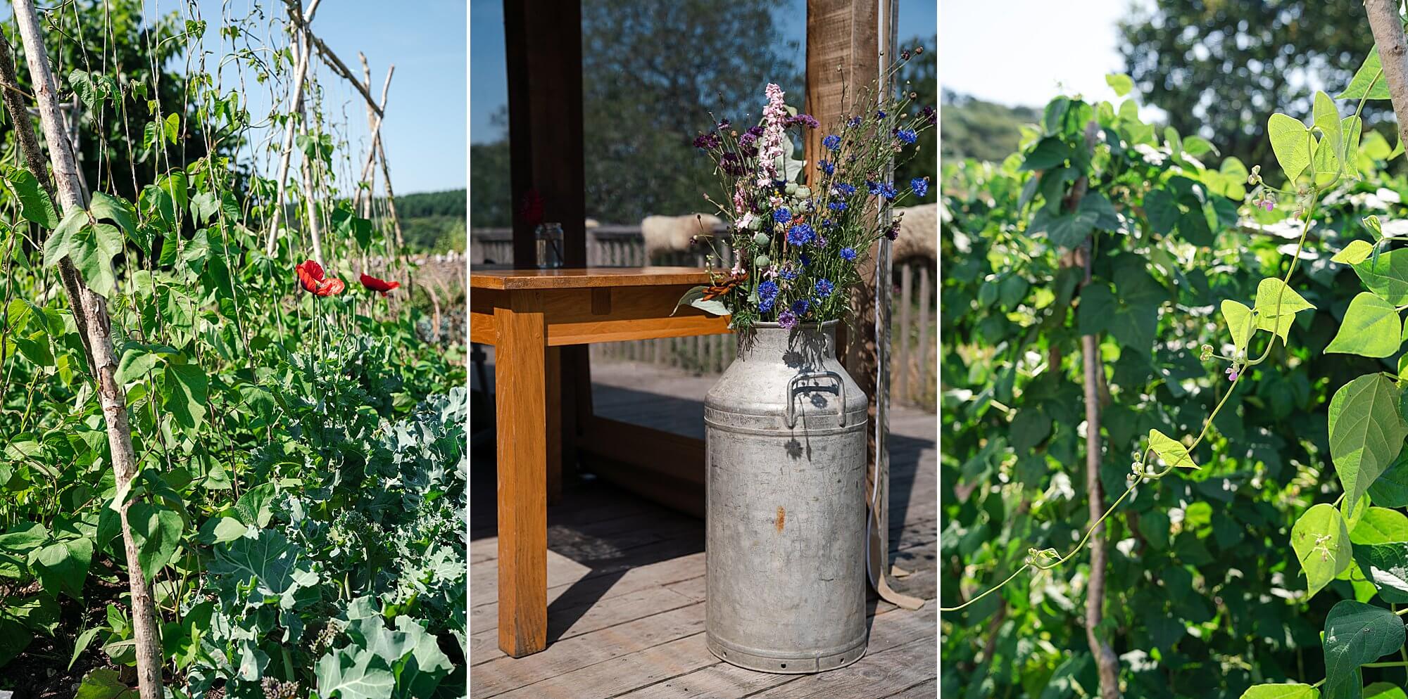 details of flowers and vegetables at park farm axminster