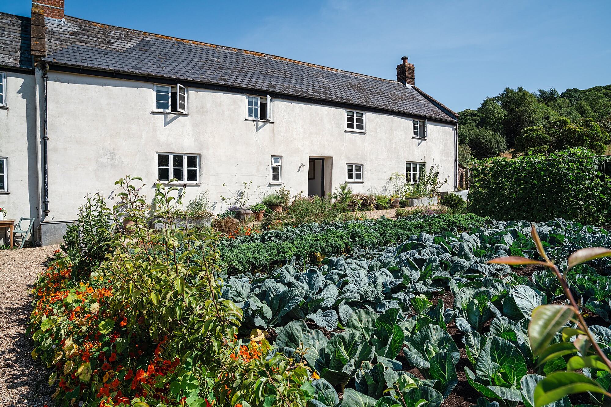 brassica bed in front of river cottage hq