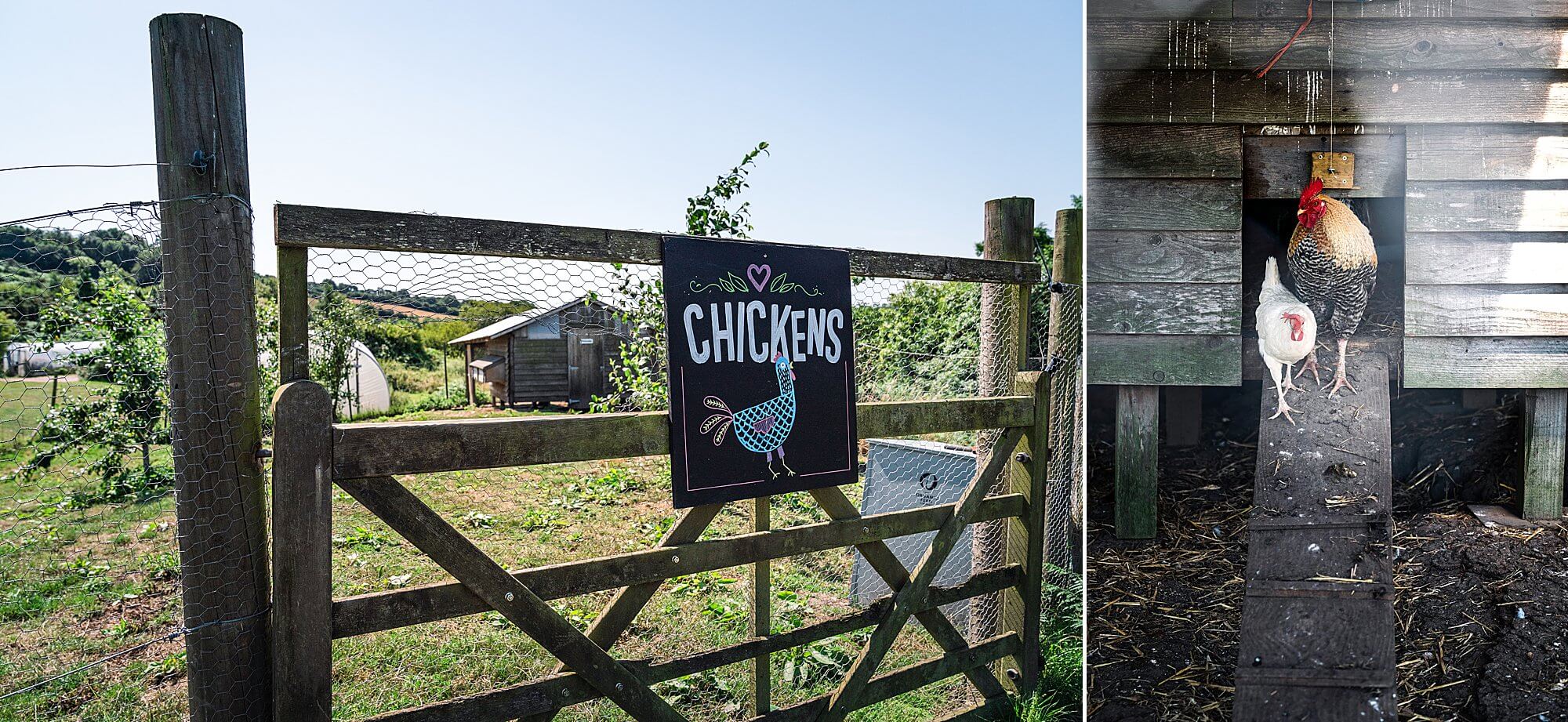 chickens hen house park farm