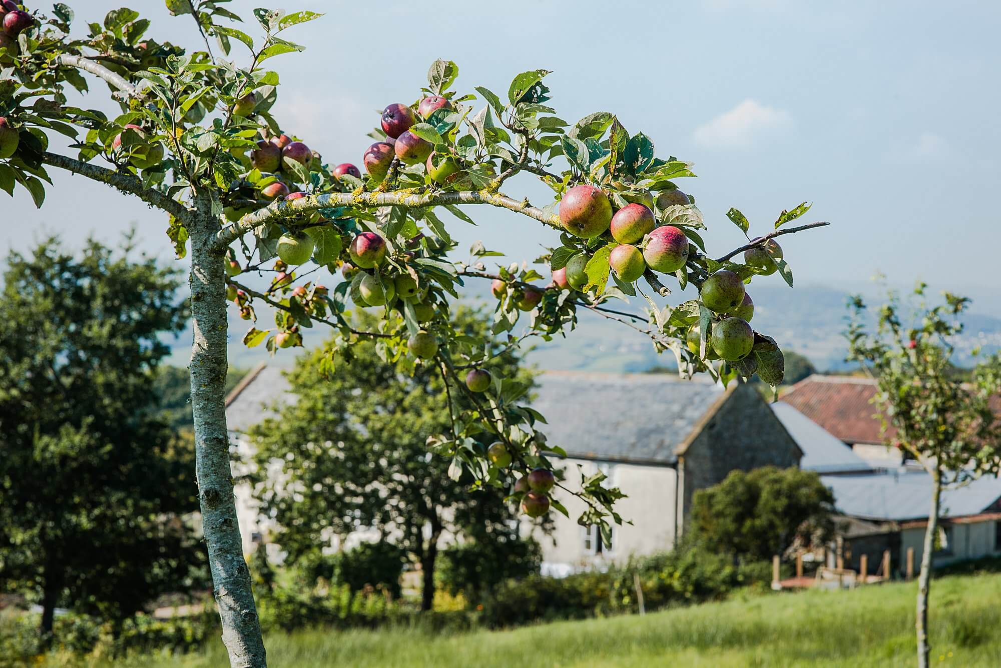 apple orchard to the front of river cottage hq