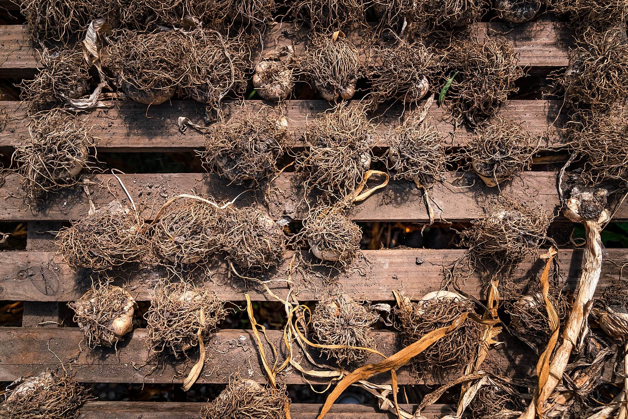 roots of garlic drying in a wooden palette