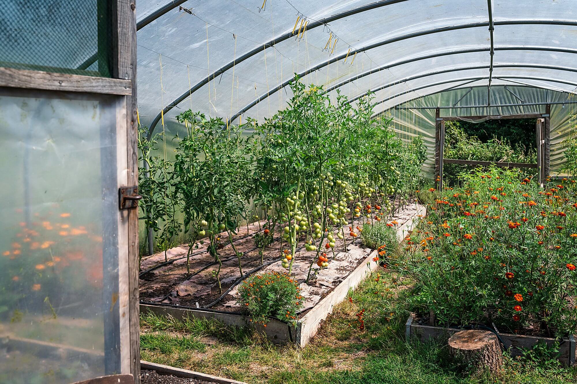 tomato plants in a poly tunnel at river cottage hq