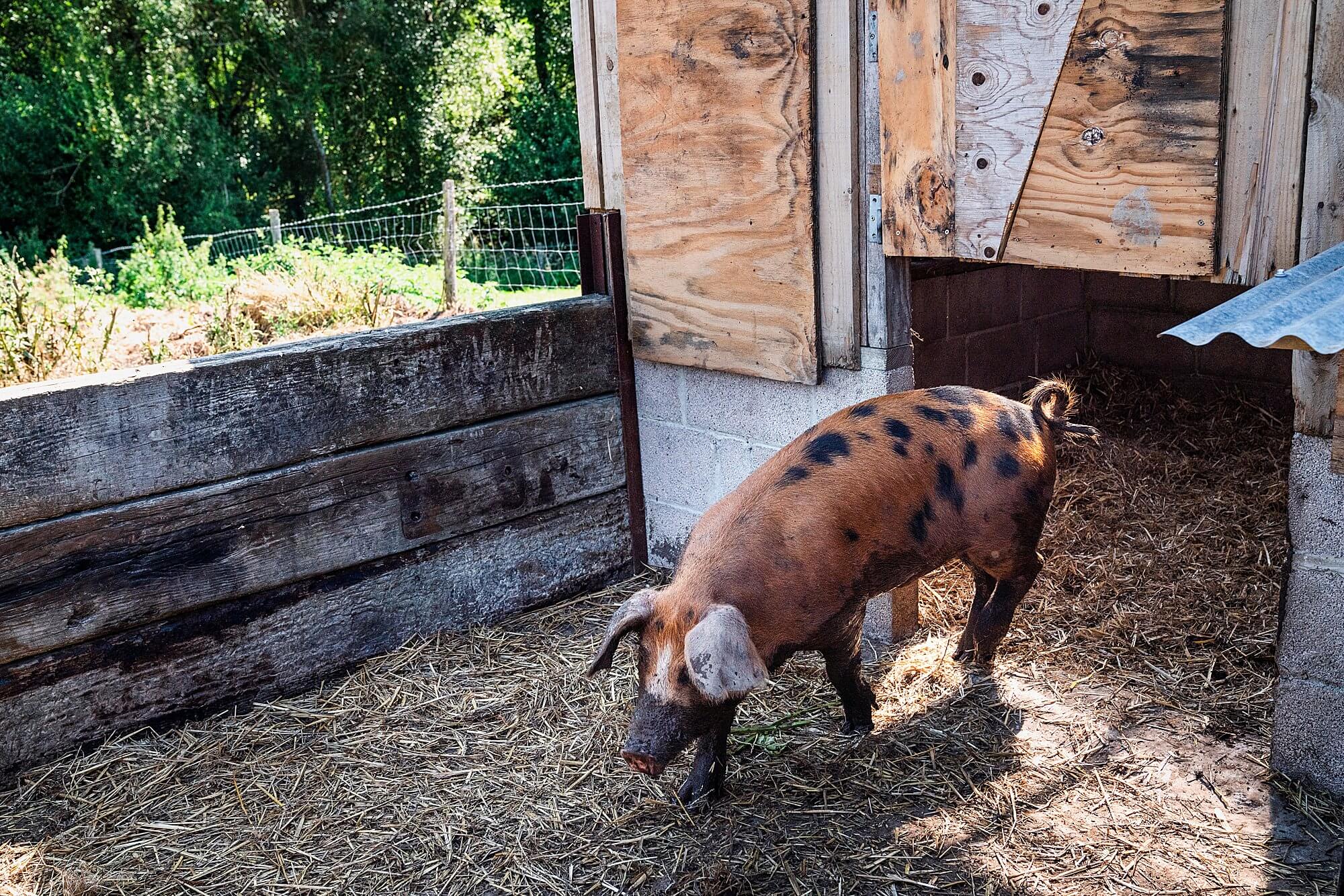oxford sandy and black spotted pig at river cottage hq