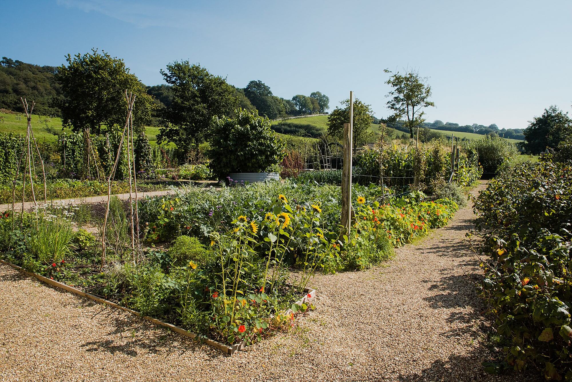 the vegetable garden at river cottage in September