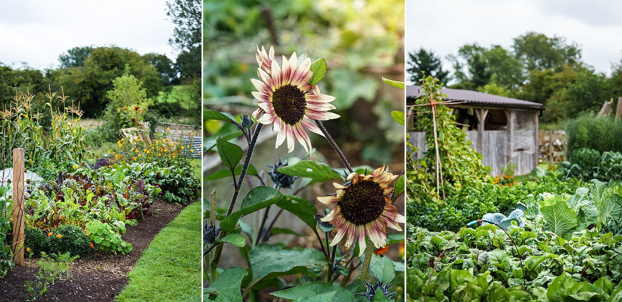 Charles Dowding's quarter of an acre vegetable garden plot in somerset