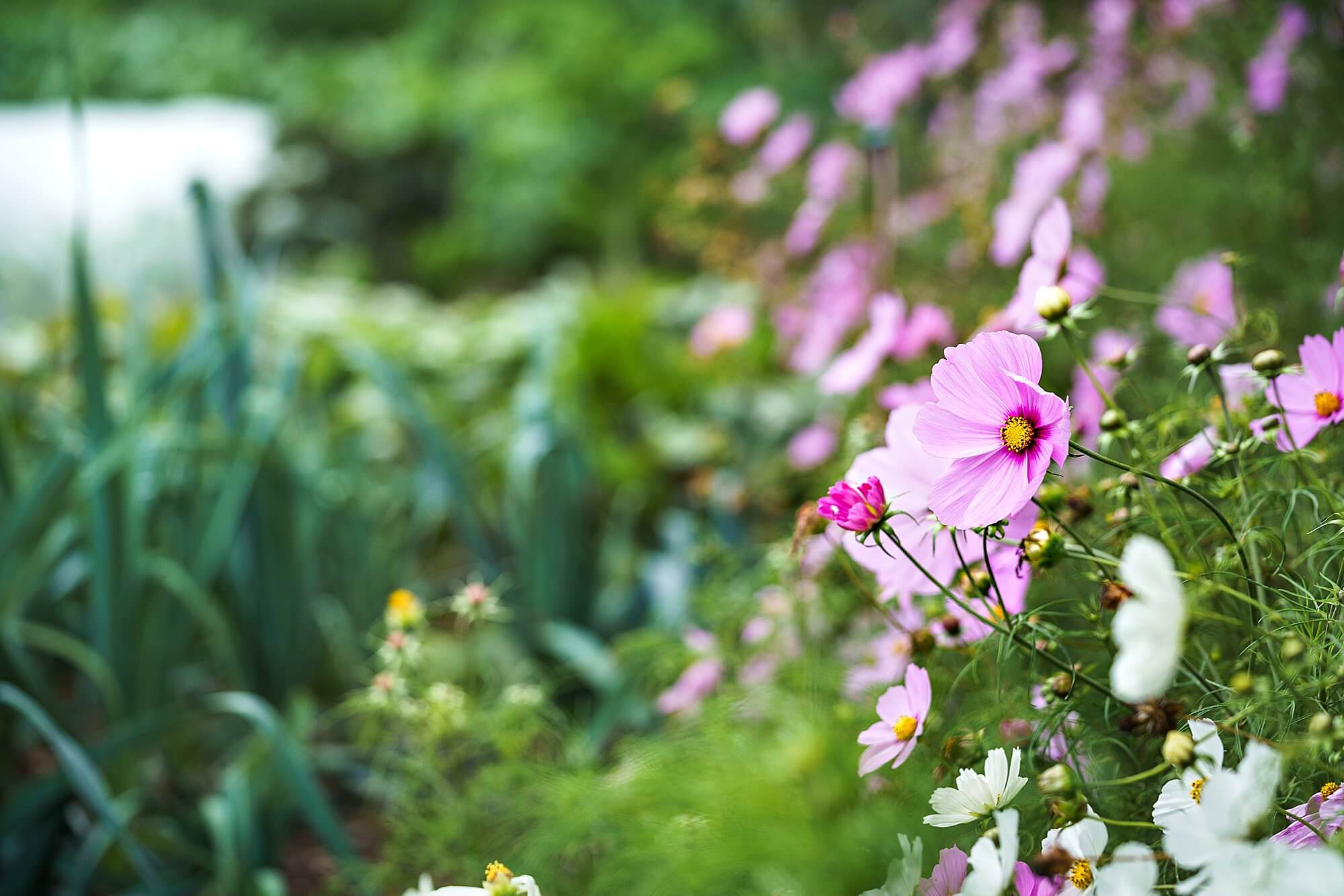 companion planting in a vegetable garden with pink and white cosmos