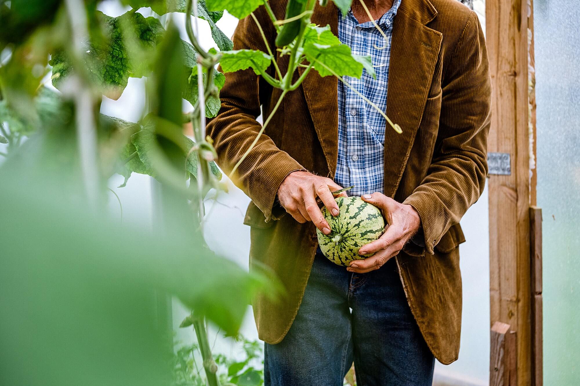 charles dowding picks and shares slices of watermelon grown in his homeacres greenhouse