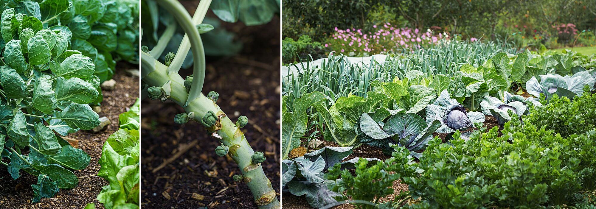 brassicas brussels sprouts and cabbages no dig garden