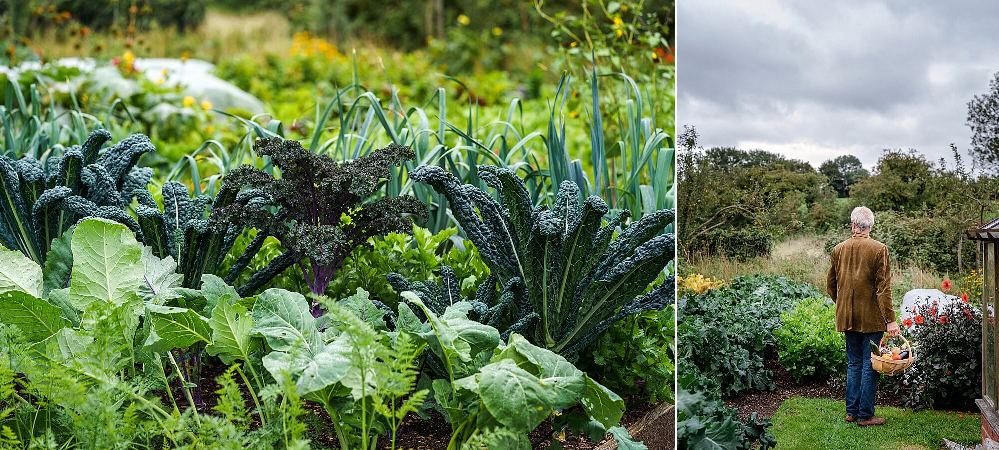 cavolo nero and curly kale in charles dowding's no dig garden